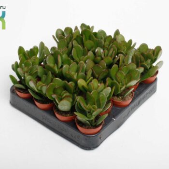 Crassula Argentea Ovata