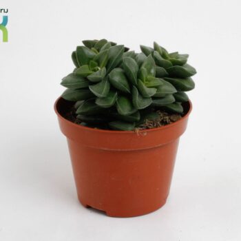 Crassula Spring Time