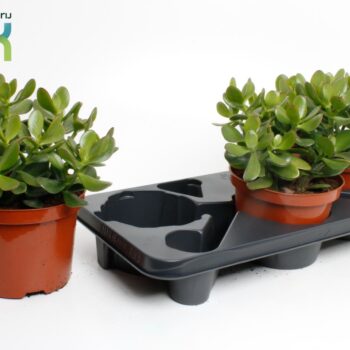 Crassula Argentea Ovata