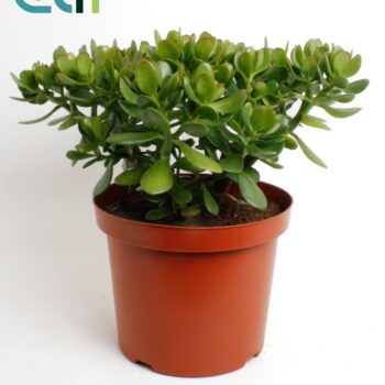 Crassula Argentea Ovata