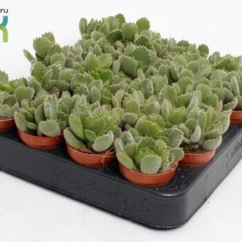 Cotyledon Ladysmithiensis