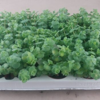 Sedum Sieboldii