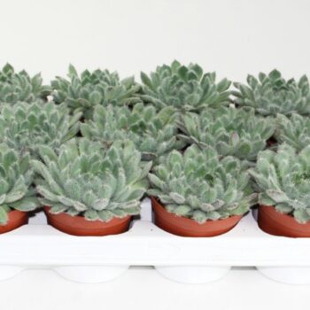 Echeveria Rundelii Special