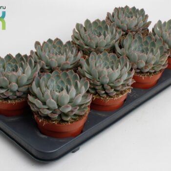 Echeveria Pelisuda