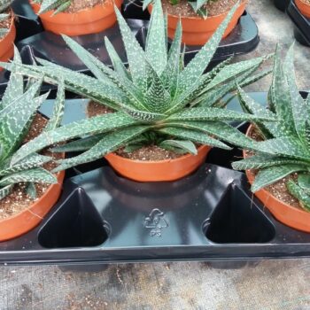 Gasteria Verrucosa
