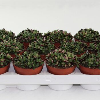 Annecampseros Sunrise