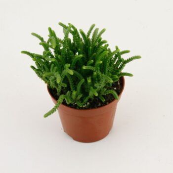 Crassula Licopodioides