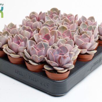 Echeveria Perle von Nurnberg