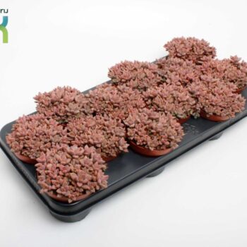 Sedum Bordeauxhart