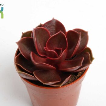 Echeveria Magic Red