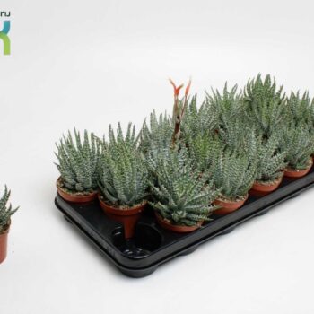 Aloë Humulis with flower