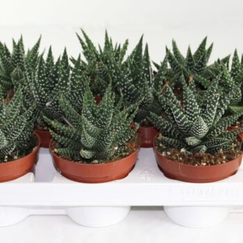 Haworthia Margaritifera