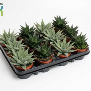 Haworthia Special mix