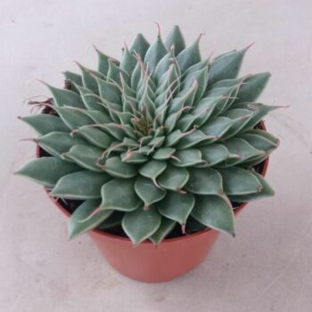 Graptopetalum rusbyi