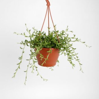 Senecio Radicans String of Bananas