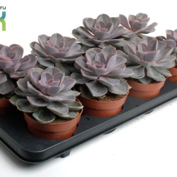 Echeveria Perle von Nurnberg