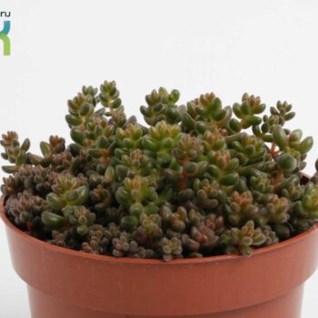 Sedum Sthalii