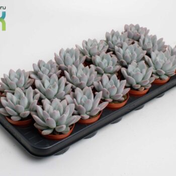 Echeveria oviferum parva