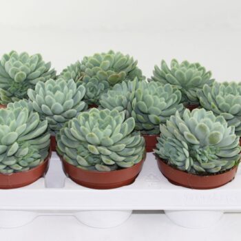 Echeveria Elegans