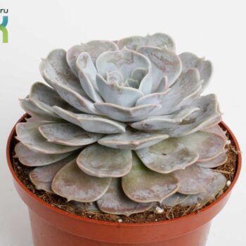 Echeveria Runyonii