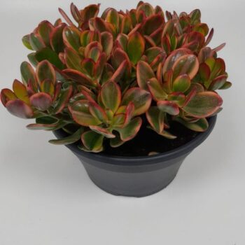 Crassula Sunset Special