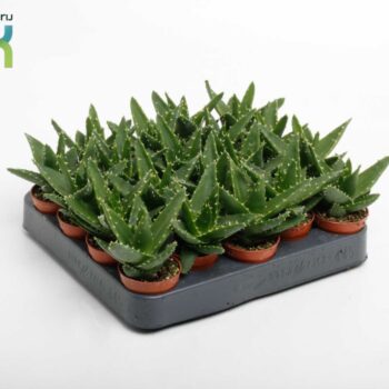 Aloë Mitriformis (Perfoliata)