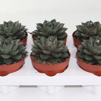 Echeveria Purpusorum