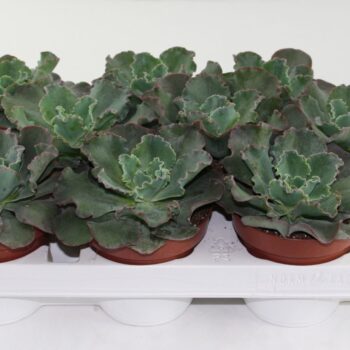 Echeveria Schaviana