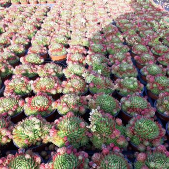 Sempervivum Herta Red
