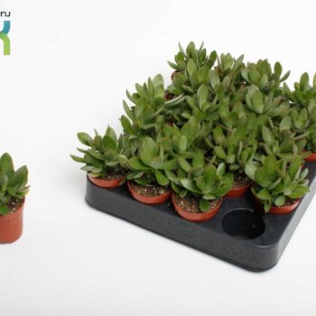 Crassula Moneymaker