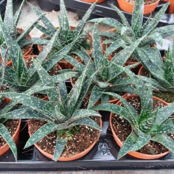 Gasteria Verrucosa