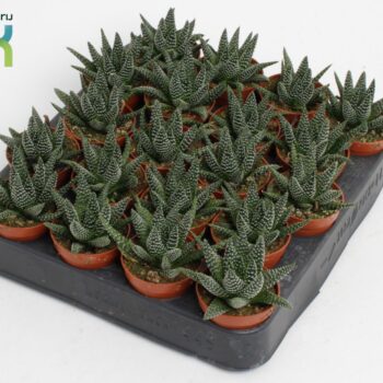 Haworthia Margaritifera