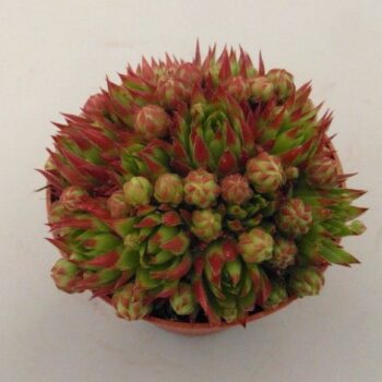 Sempervivum Herta Red