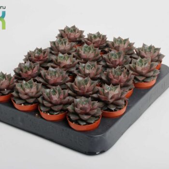 Echeveria Purpusorum