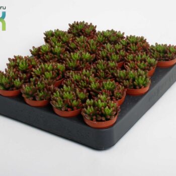 Sedum Rubrotinctum