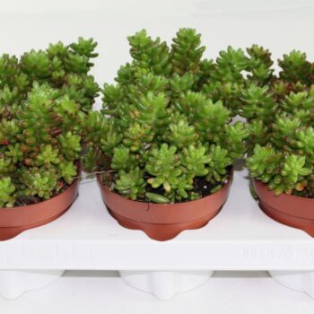 Sedum Rubrotinctum