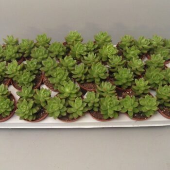 Sedum Nussbaumeriana