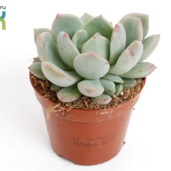 Echeveria Secunda