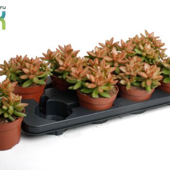 Sedum Adolphii