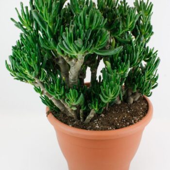Crassula Horn Tree