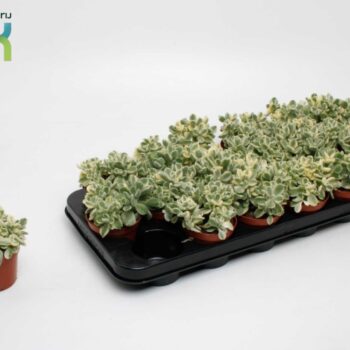 cotyledon ladismithiensis Varigata