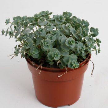 Sedum Siebolii