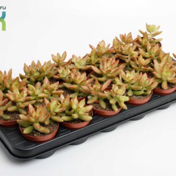 Sedum Adolphii