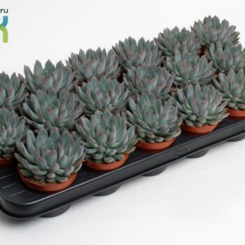 Echeveria Pelisuda