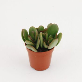 Crassula Minor