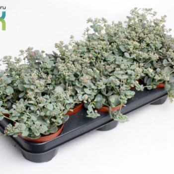 Sedum Sieboldii