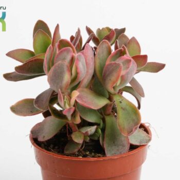 Crassula Moneymaker Varigata