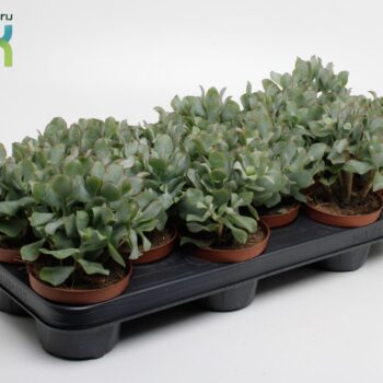 Crassula Arborensis Cristaat