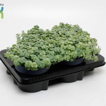Sedum Siebolii