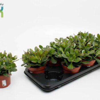 Crassula Argentea Ovata